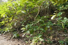 Solanum chrysotrichum
